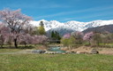 大出公園の春