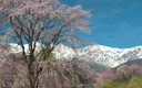大出公園の枝垂れ桜