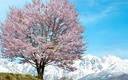 野平の一本桜と北アルプス