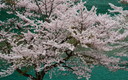 姫川第二ダム湖畔の桜