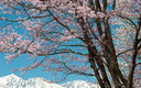 桜とコブシのそろい踏み