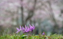 貞麟寺のかたくりと桜