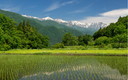 内山の早苗田と白馬三山