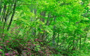 岩岳山腹の新緑
