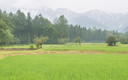 小雨模様の田園-木流川散策路付近