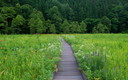 親海湿原の夏の花々
