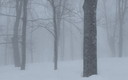 濃霧のブナ林