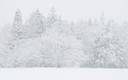 雪の降る白馬深空の森